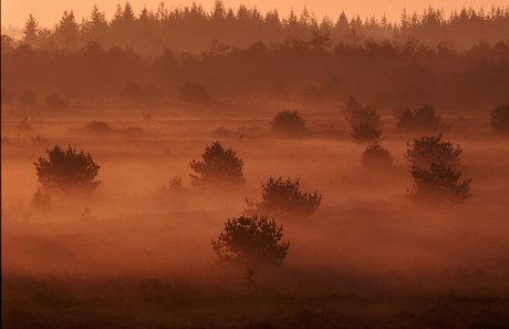 Heidelandschap in mist