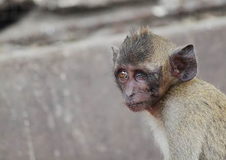 Aapje in Thailand