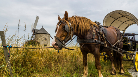 Op reis met paard en wagen.