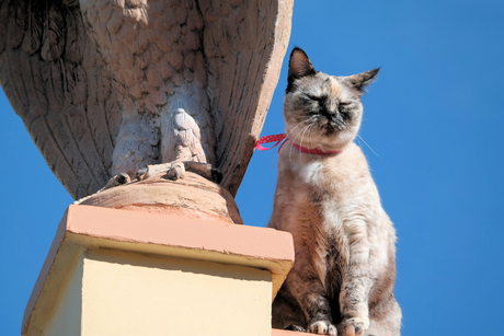 Kat op balustrade in Spanje