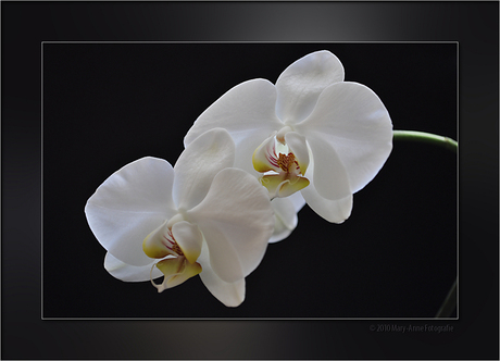 Phalaenopsis orchidee