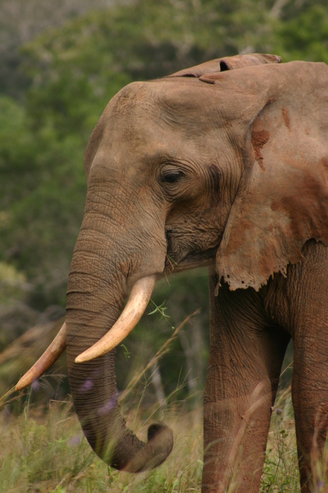 olifant in shimba hills