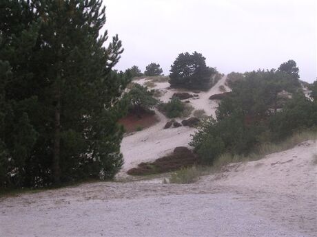 Sand and tree's