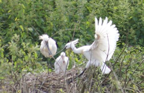 lepelaars op texel