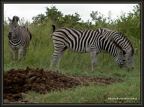 zebra (groot kijken)