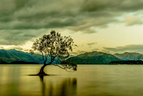 Wanaka Tree, South island, New Zealand