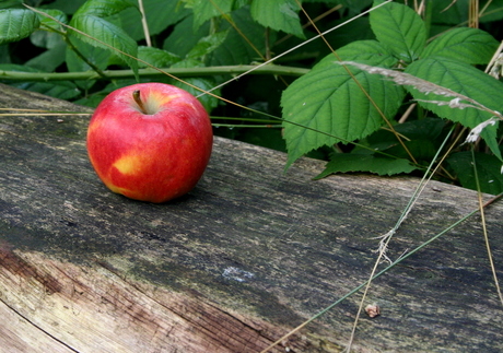 appel in de natuur