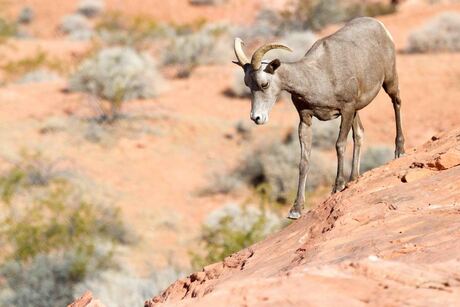 Big horn sheep, Valley of Fire State park , Nevada, USA