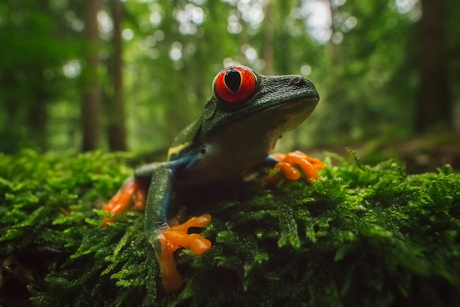 Boomkikkertje (Red eyed tree frog)
