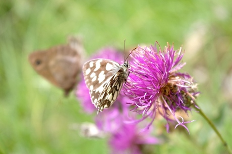 vlindertje