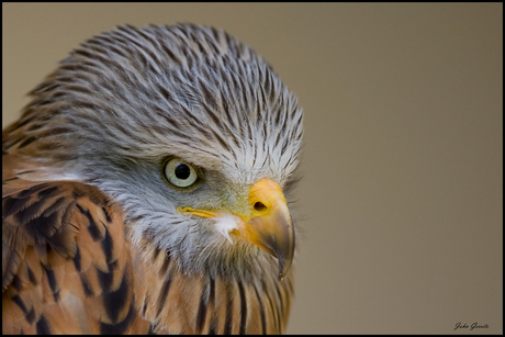 close-up rode wouw