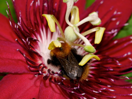 Bij in een passiebloem