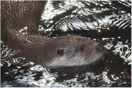 Otter in Blijdorp