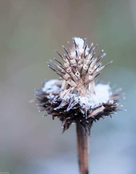 (Sneeuw-)Zonnehoed