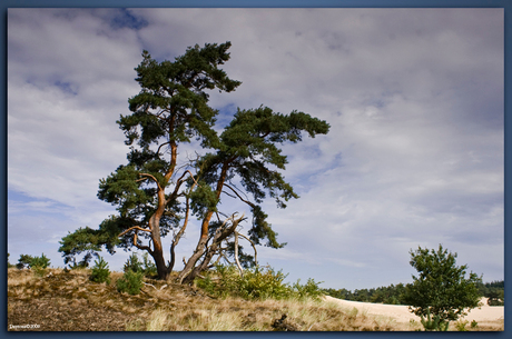 Hulsthorsterzand Veluwe