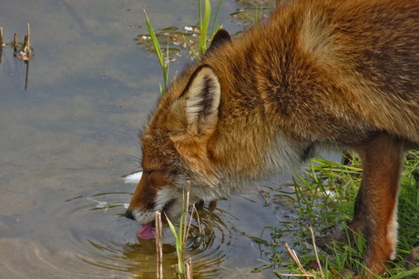 dorst