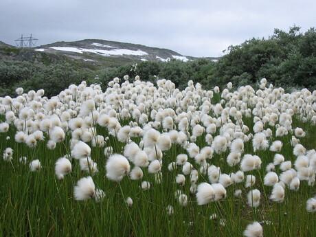 Wolgras op Hardangervidda