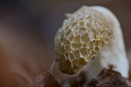 Leunend op een blad