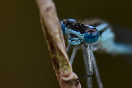 libelle blauw
