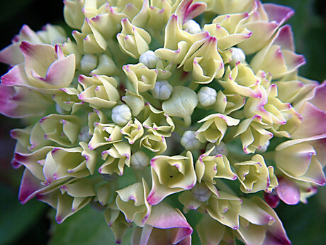 Ontspruitende hortensia