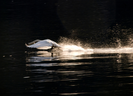 swan Take-off