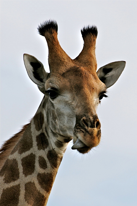 Giraffe in Krugerpark