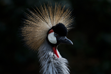 Kroonkraanvogel