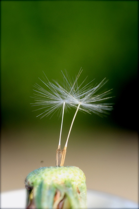 samen uit, samen thuis