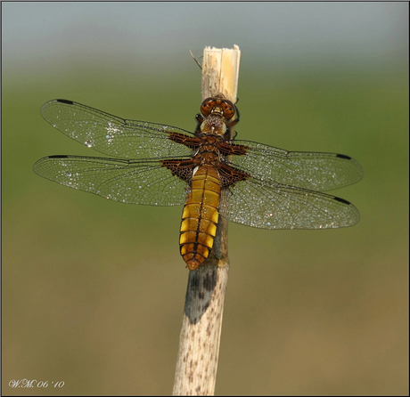 Jewel of nature...