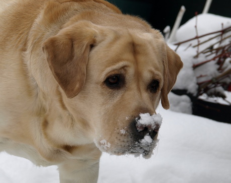 labrador in de sneeuw