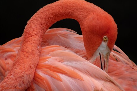 Sierlijke flamingo