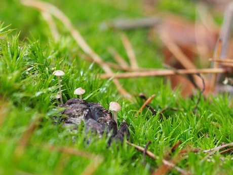 Zeer kleine paddestoelen deel 1