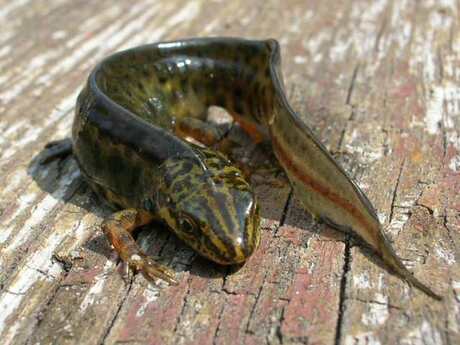 Salamander