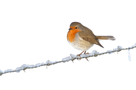 Robin on a wire!