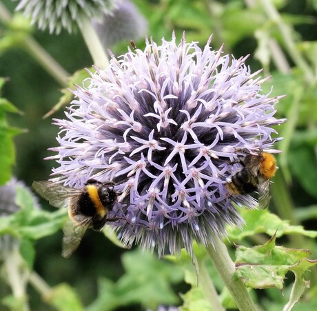 Kogeldistel & Bezoekers