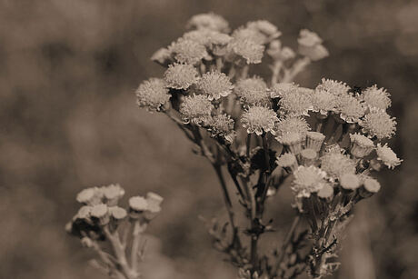 Flowers in Sepia