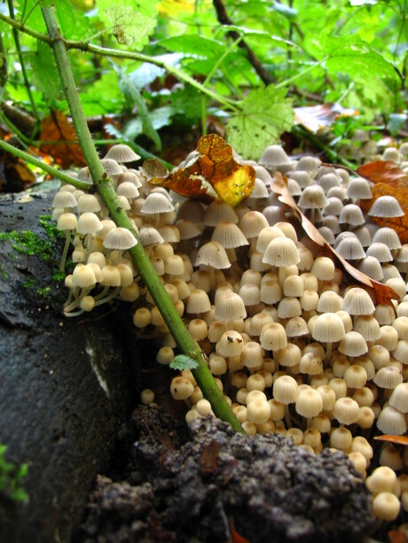 Paddestoelen Verzameling