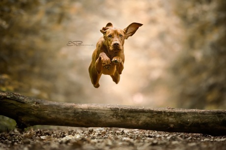 flying vizsla