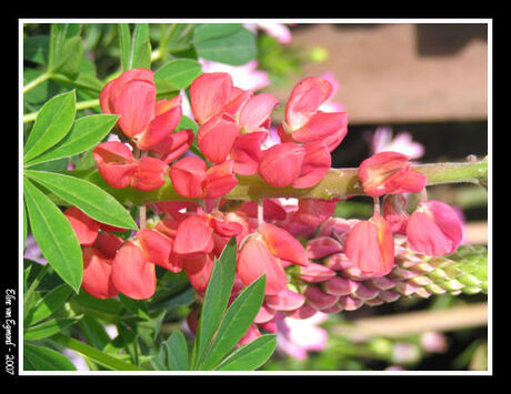 Pink Flower