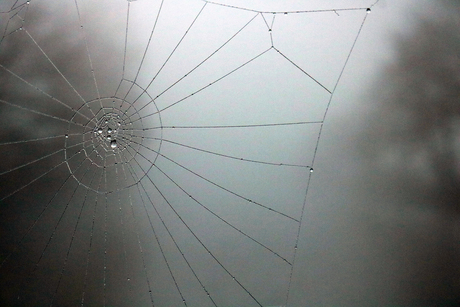 Mist spinnenweb
