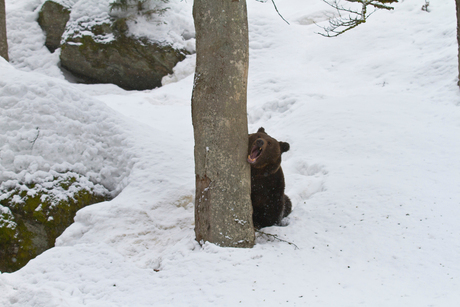 Beer in sneeuwlandschap