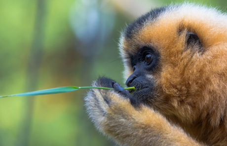 Gibbon