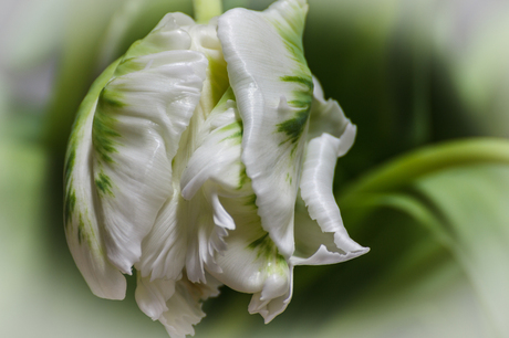 tulp groen-wit