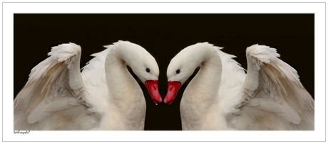 Coscoroba * Swan
