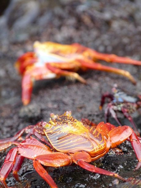 Islas Galapagos