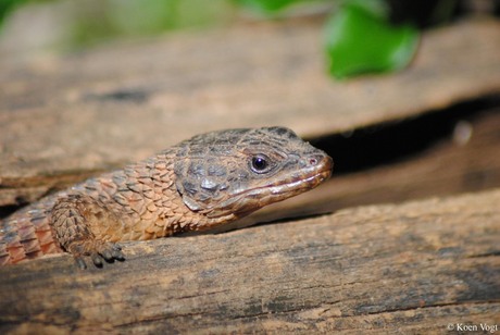 Girdled lizzard