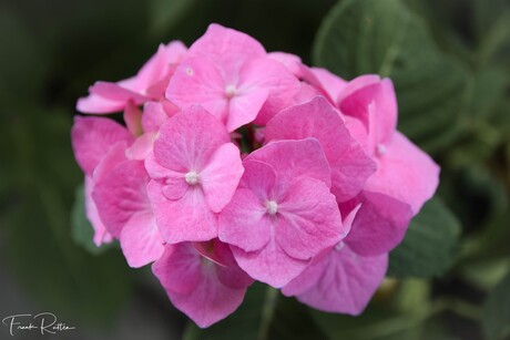 my pink hortensia