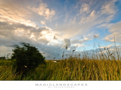 oostvaardersplassen