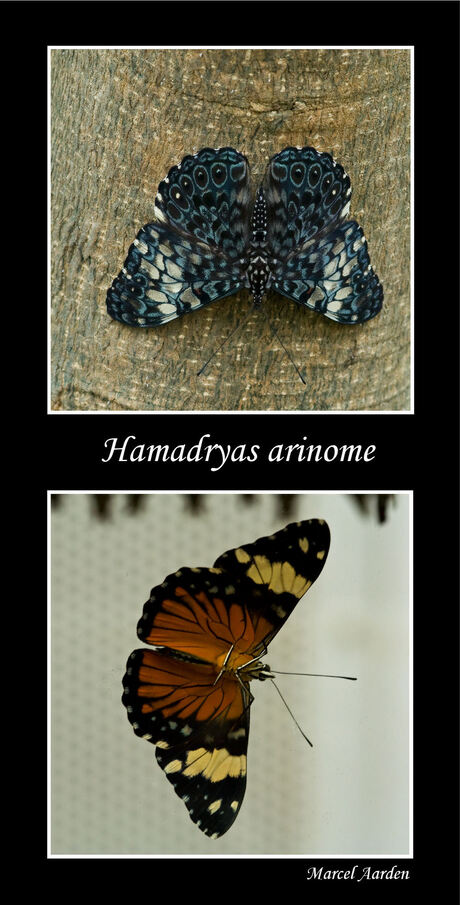 Hamadryas arinome