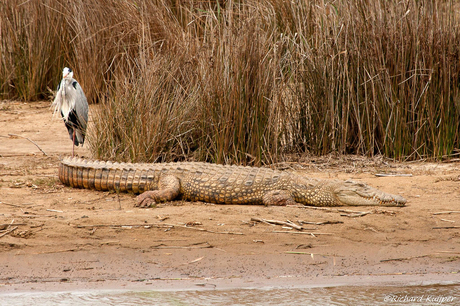 Nijlkrokodil (Crocodylus niloticus)